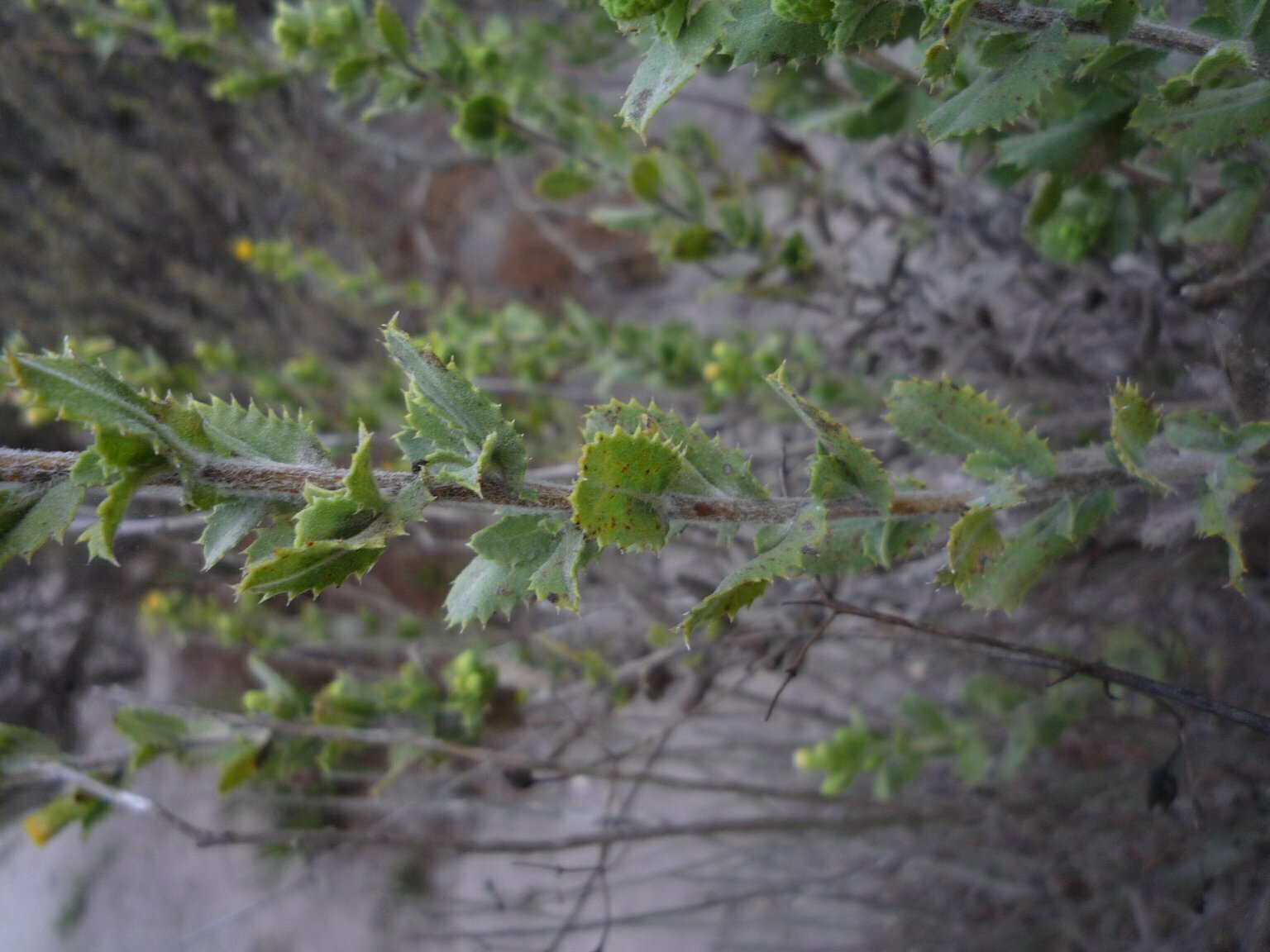 High Resolution Hazardia squarrosa Leaf